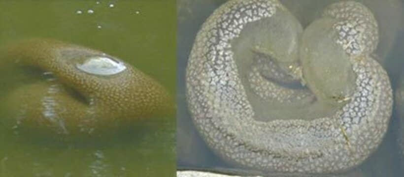 群体性生物「オジャッシー」