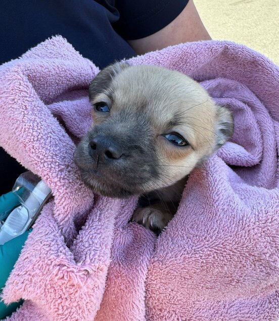 フェンタニルにさらされた子犬（レイシー消防第３地区のフェイスブックから）