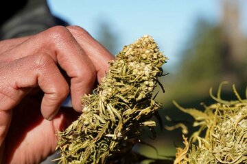 乾燥大麻（写真はイメージ＝ロイター）