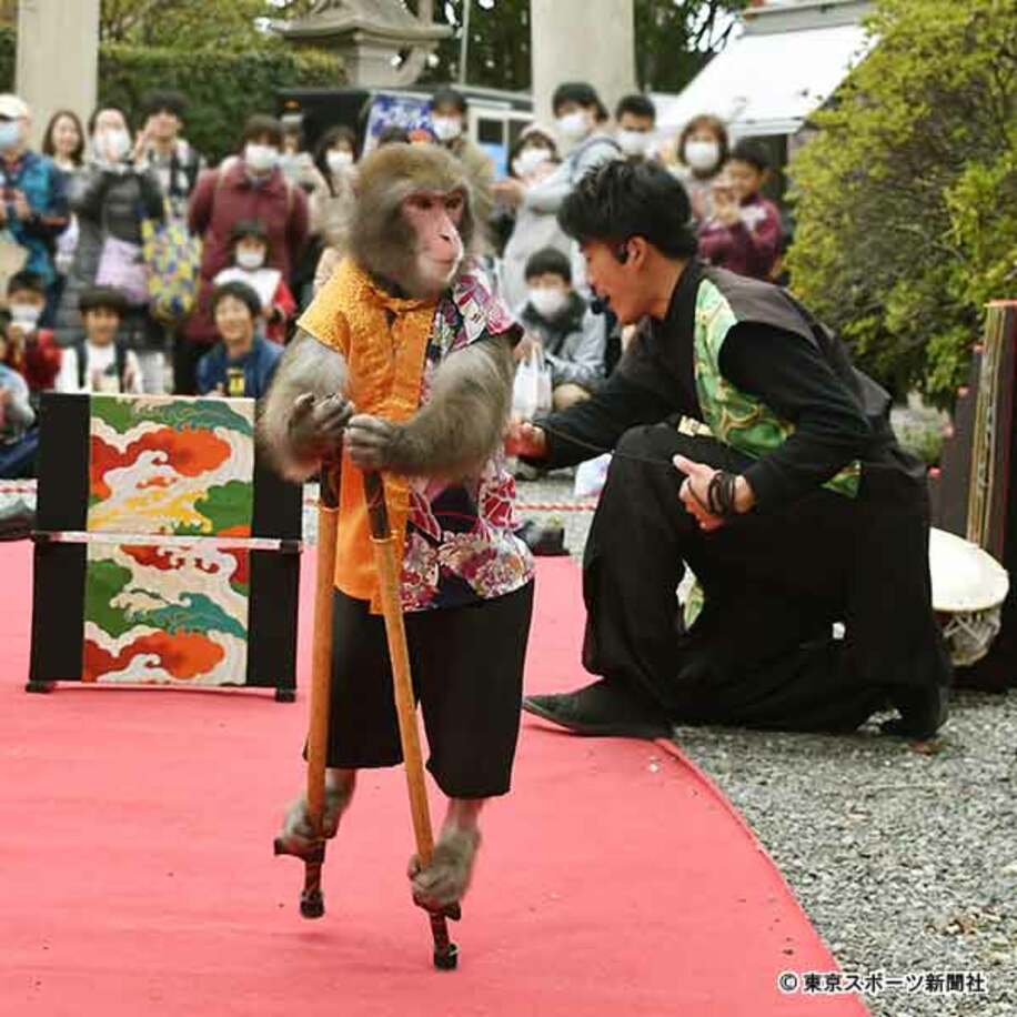  大阪城周辺で猿回しが行われていた
