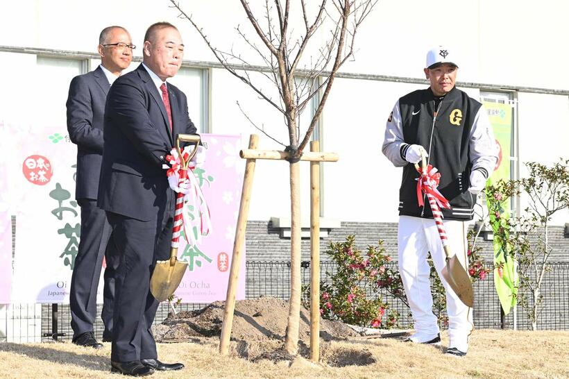 河津桜を植樹した阿部慎之助監督（右）