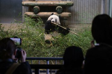 中国に帰るシャンシャン