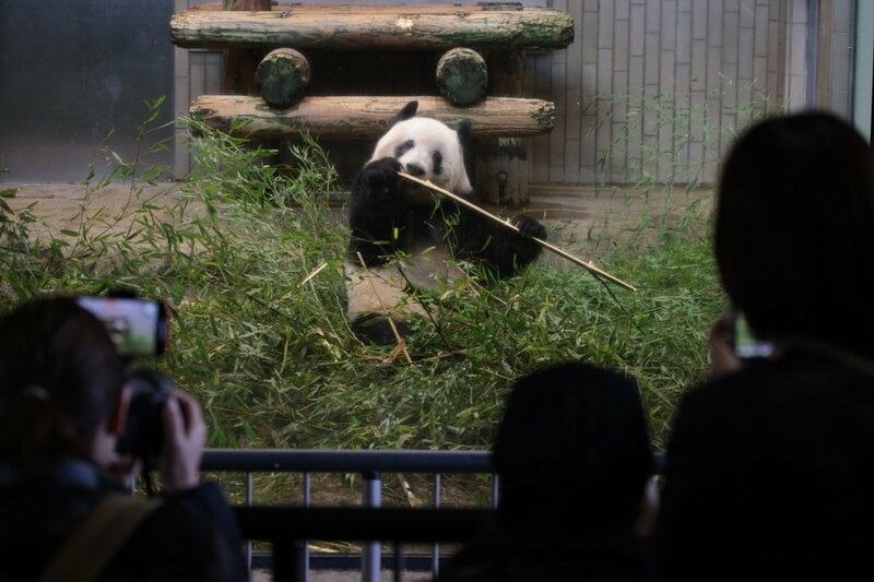 中国に帰るシャンシャン