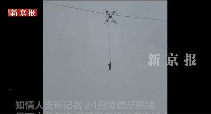 ドローンで運搬中に送電線に引っかかった豚（微博から）