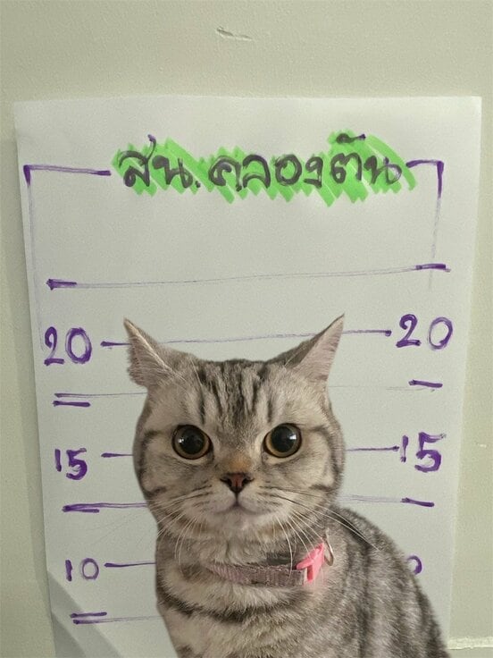 タイ・バンコクで迷子になった猫（ダ・パリンダ・パキ―スク氏のフェイスブックから）
