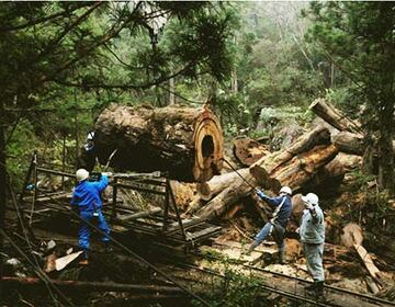 土埋木が搬出される様子