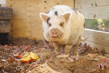 捕まった〝逃走ブタ〟のケビン・ベーコン（フェイスブック「ブリング・ケビン・ベーコン・ホーム」から）