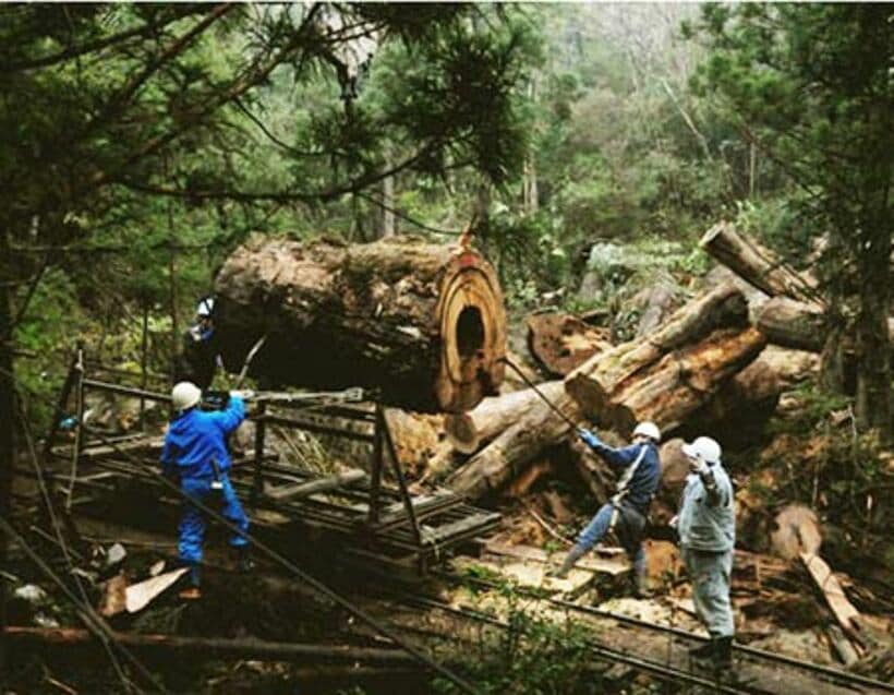 土埋木が搬出される様子