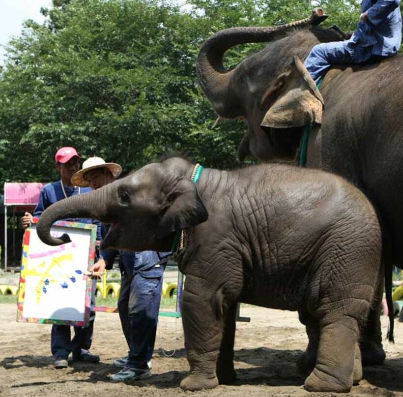  マレーシアではアジアゾウが世間を騒がせている（写真はイメージ）
