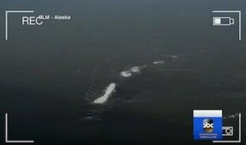  アラスカで撮影された謎の巨大生物（ユーチューブから）