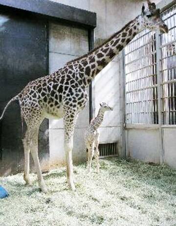  急死したキリンの赤ちゃん（天王寺動物園提供）
