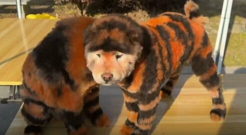 中国の動物園でトラじゃない騒動 チャウチャウを染めた「トラ犬」登場