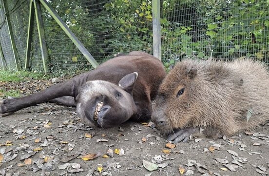 アルとジョンソン（ニューキー動物園のフェイスブックから）