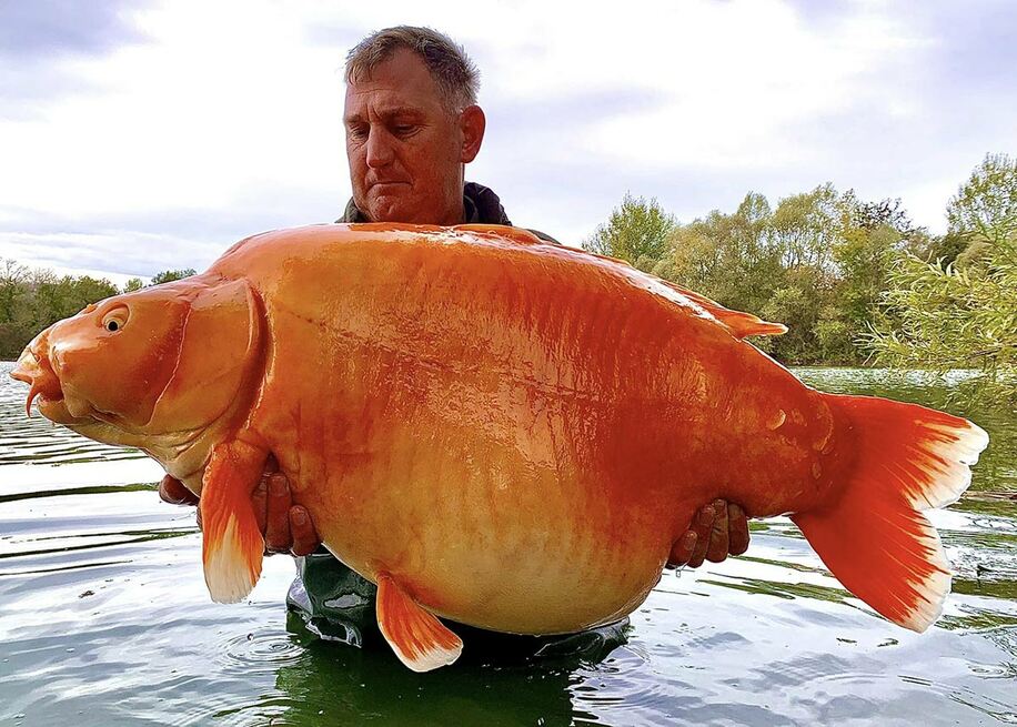 ３０キロの巨大金魚キャロット（ブルーウオーター・レイクスのフェイスブックから）