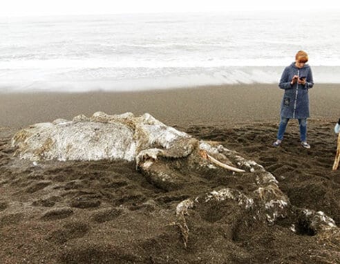 ロシアの海岸に漂着した“謎の巨大生物”の死骸の正体 | 東スポWEB
