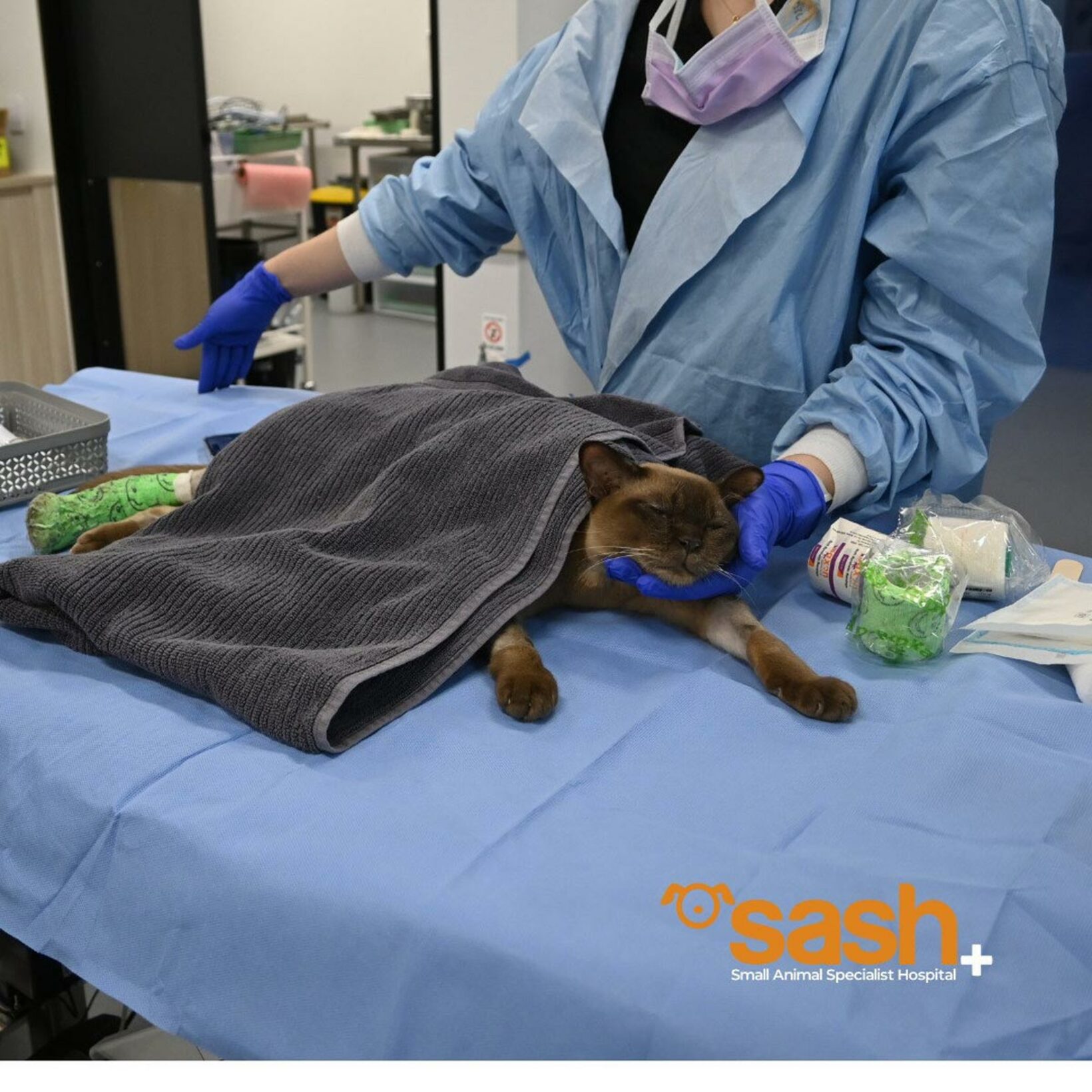 奇跡の猫パブロ（SASHのフェイスブックから）