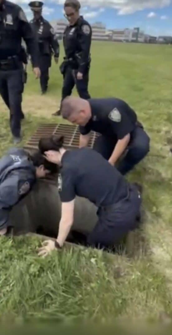 NYPDが子ガモを救出(ニューヨーク市警のX@NYPDnewsから)