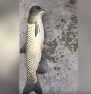  中国で捕獲された奇妙な魚（ユーチューブから）