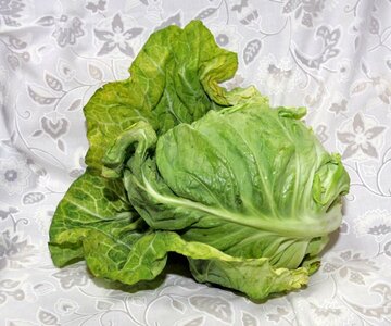  ビタミンＵを豊富に含むキャベツ