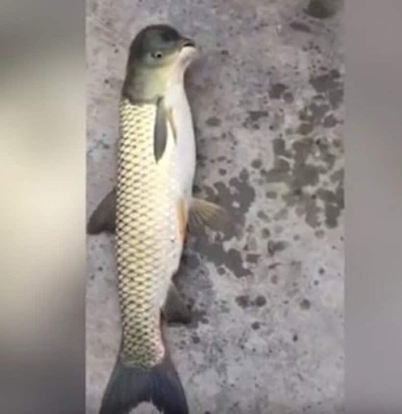  中国で捕獲された奇妙な魚（ユーチューブから）