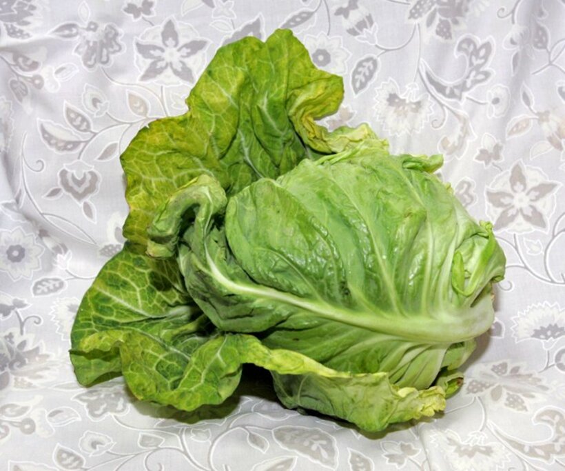  ビタミンＵを豊富に含むキャベツ