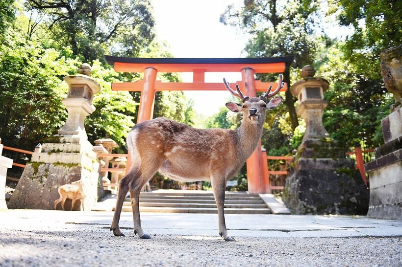 奈良公園のシカは〝神の使い〟だが…