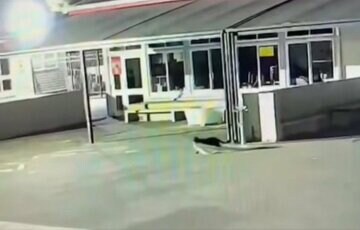 ニュージーランドの泥棒猫（アパヌイ・スクールのフェイスブックから）