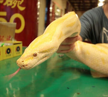  アミメニシキヘビ（確保されたものとは別の個体）