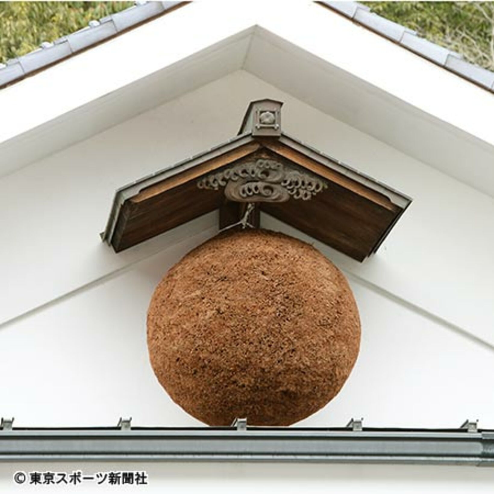 元禄蔵の杉林