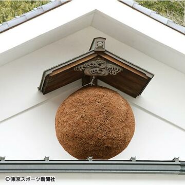 元禄蔵の杉林