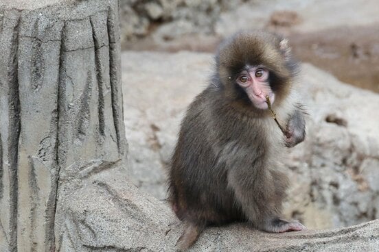 つぶらな瞳のパンチくん