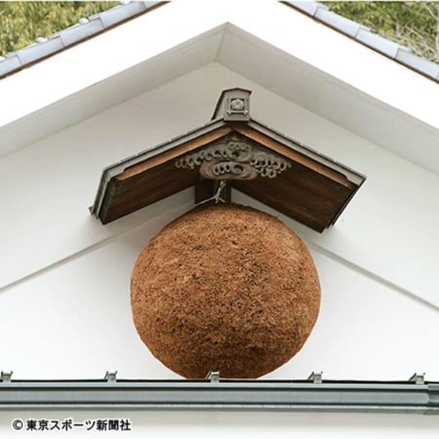 元禄蔵の杉林
