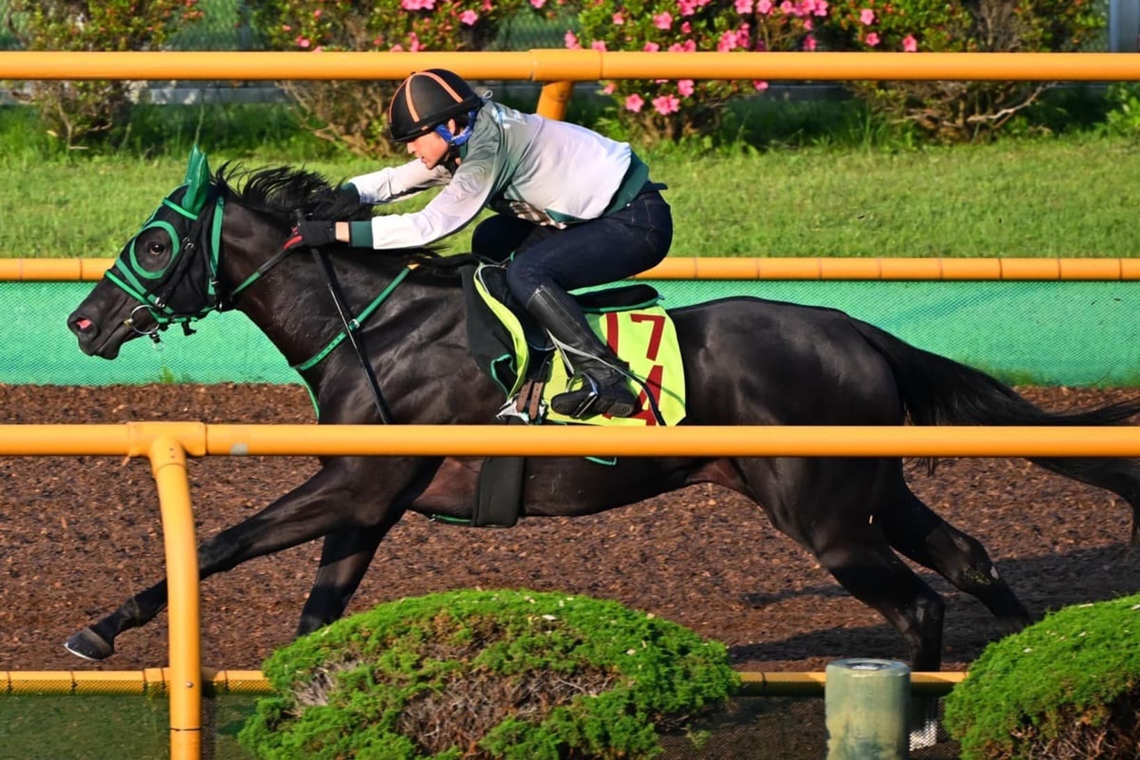 市村が運命を感じたファンシーフリル