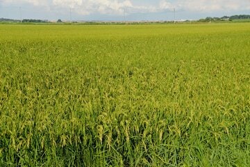 日本のコメ高騰が、他国にも影響を与えている（写真はイメージ）