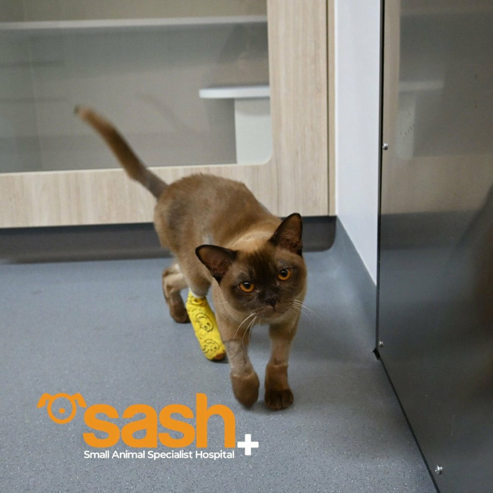 奇跡の猫パブロ（SASHのフェイスブックから）