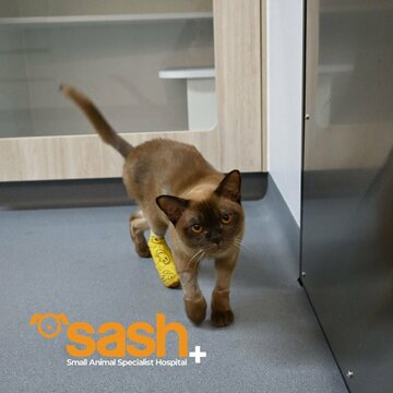 奇跡の猫パブロ（SASHのフェイスブックから）