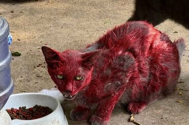 赤く塗られた猫（リーグシティ・アニマル・ケアのフェイスブックから）