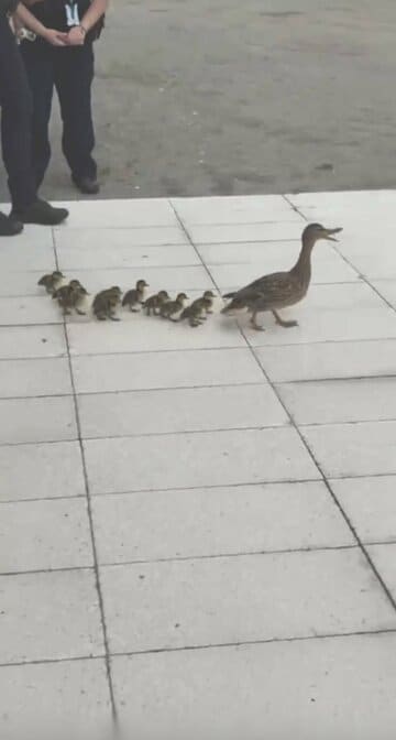 子ガモと再会した母ガモ（ニューヨーク市警のX@NYPDnewsから）