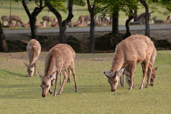 奈良公園のシカ