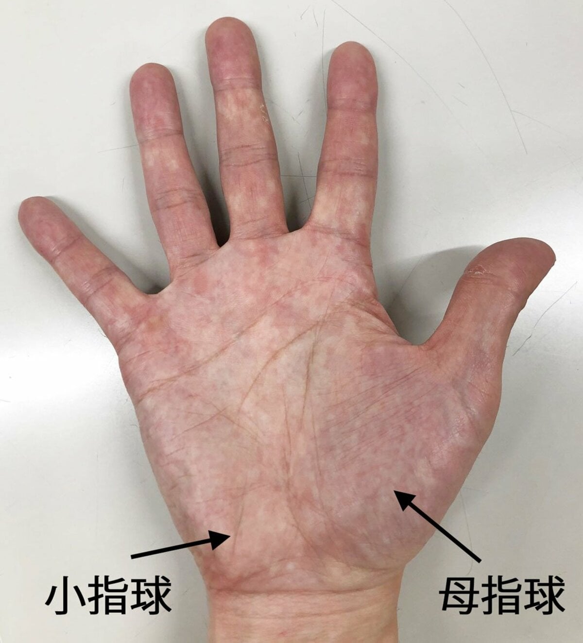 男の羅針盤 酒豪に 性の達人 は存在せず 疲れたら手のひらで肝臓をチェック 東スポweb