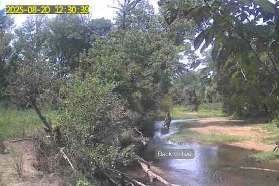 ビッグフットらしき生物（マシュー・マネーメーカー氏のユーチューブチャンネル@BFROVIDEOSから）