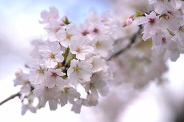 桜を見ると酒を飲みたくなるのはなぜか？