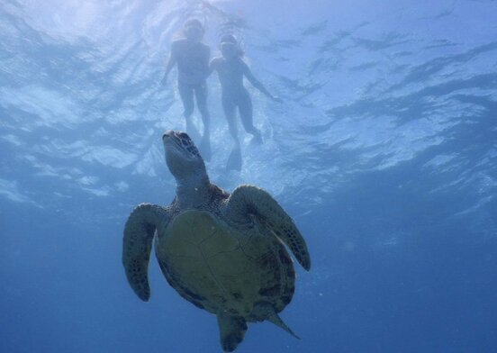 素潜りをする牧原真由。下にはウミガメが…
