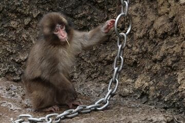 ニホンザルのパンチくん
