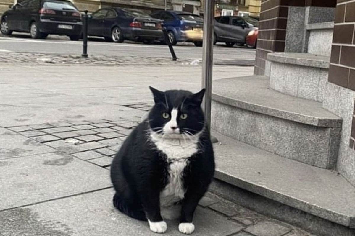 ポーランドの観光名所〟ぽっちゃり野良猫のガチェク 里親のもとで猛