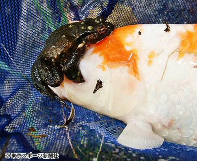 ニシキゴイの顔全面にまたがるカエル