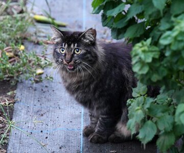  こんなかわいい猫を整形するなんて…（写真はイメージ）