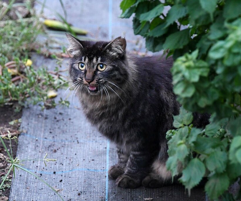  こんなかわいい猫を整形するなんて…（写真はイメージ）